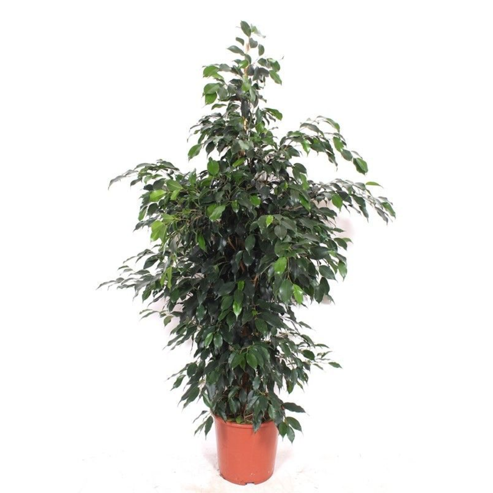 Ficus Danielle.