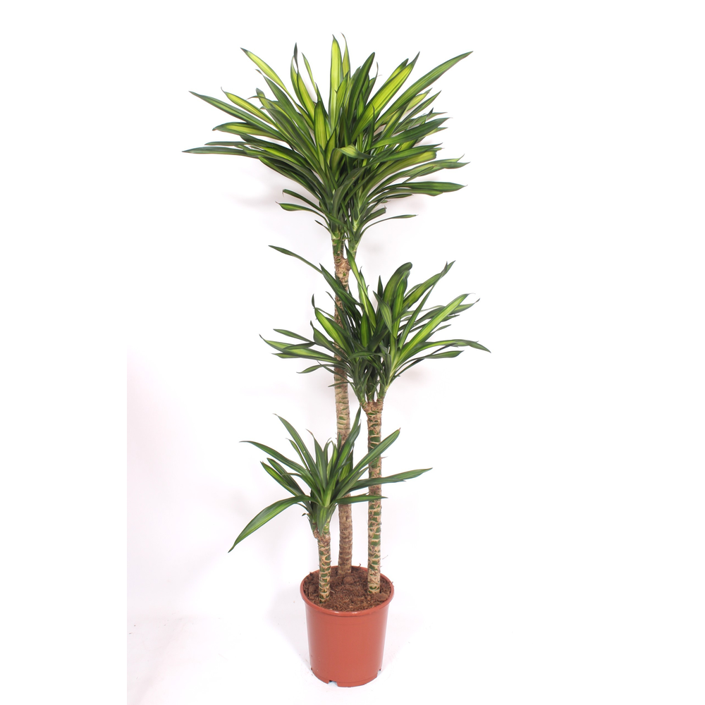 Dracaena Riki 90-60-30.