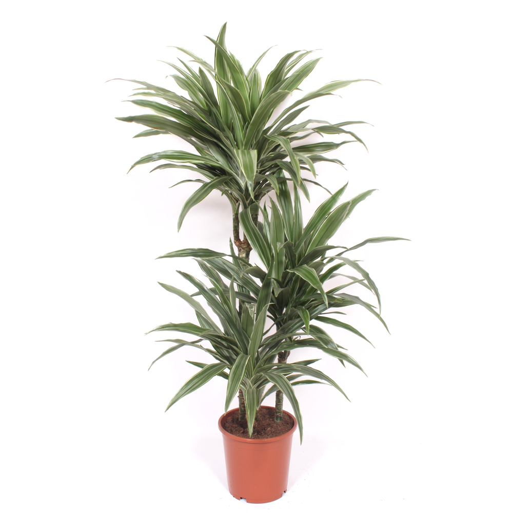 Dracaena Warneckei 60-30-15.