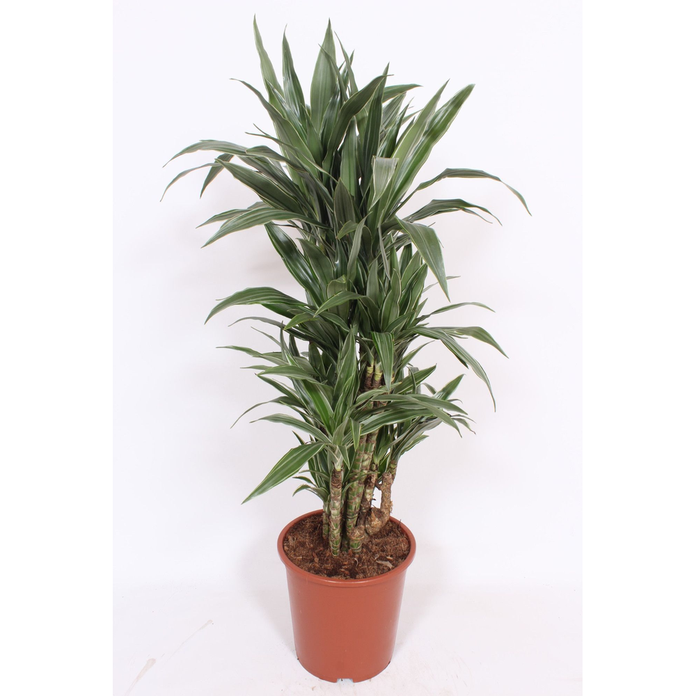 Dracaena Warneckei.