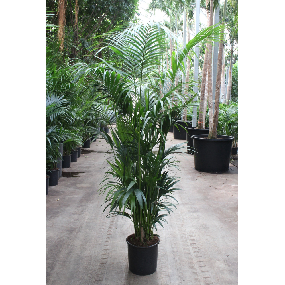 Howea forsteriana 15 per pot.