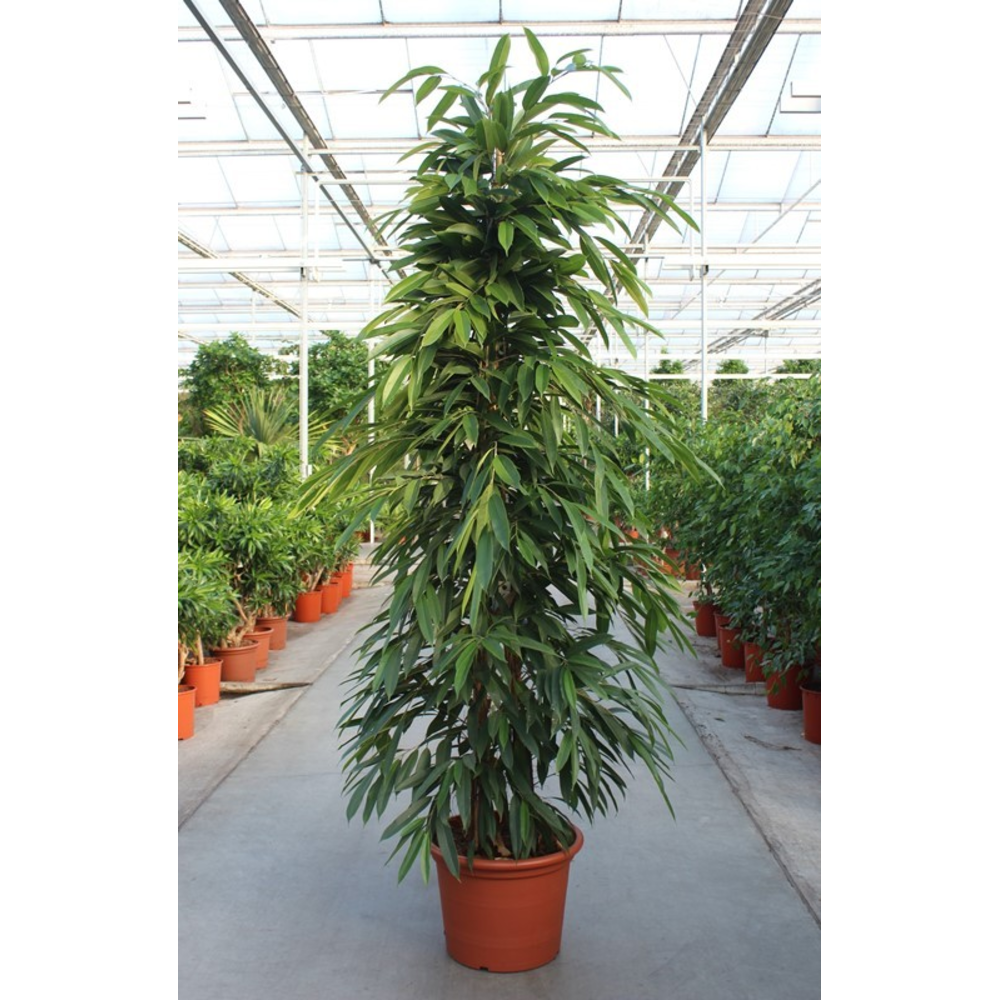 Ficus Amstel King.