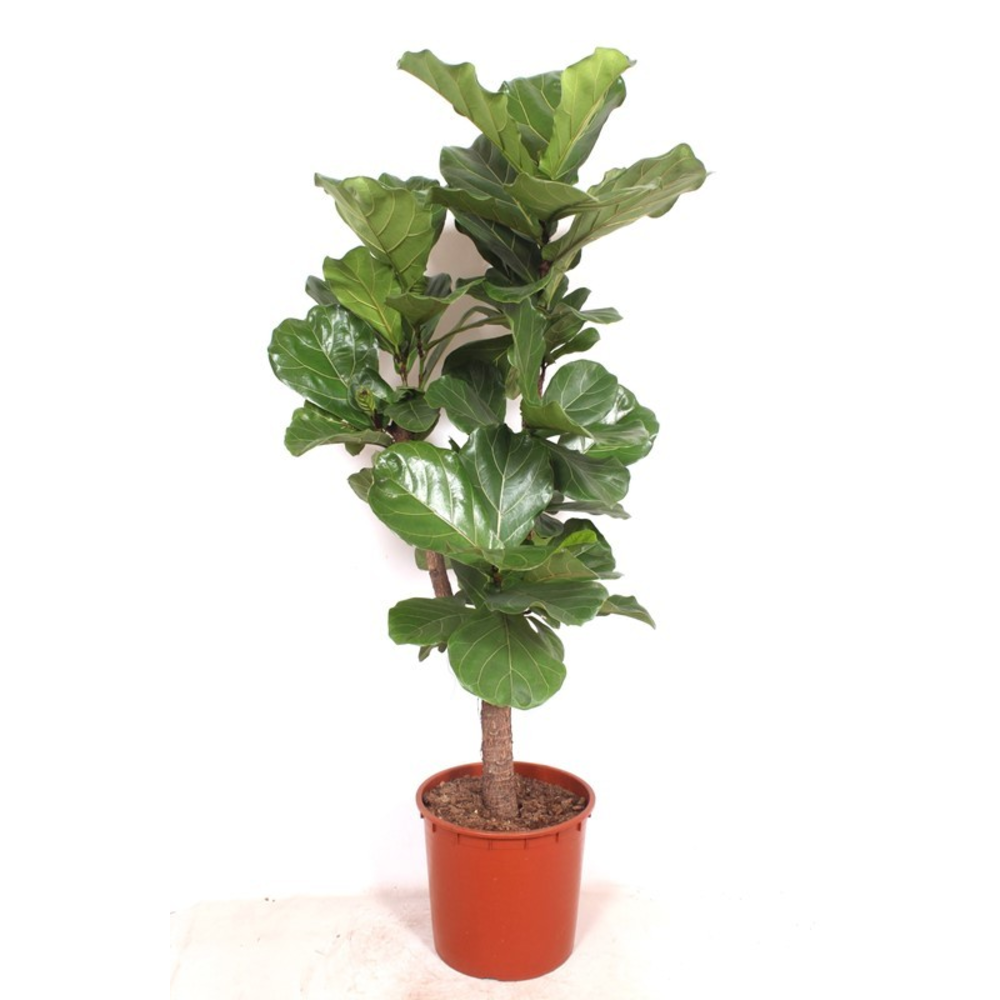 Ficus lyrata.