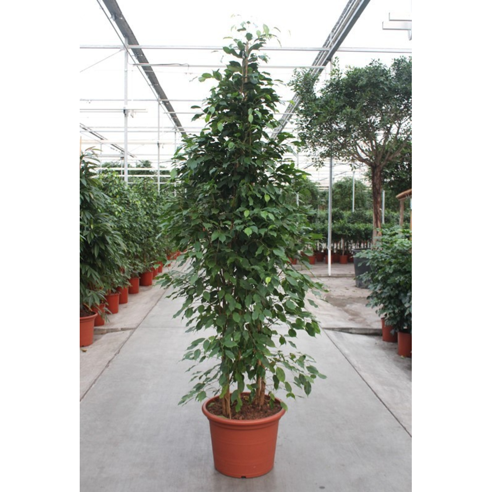 Ficus Exotica.