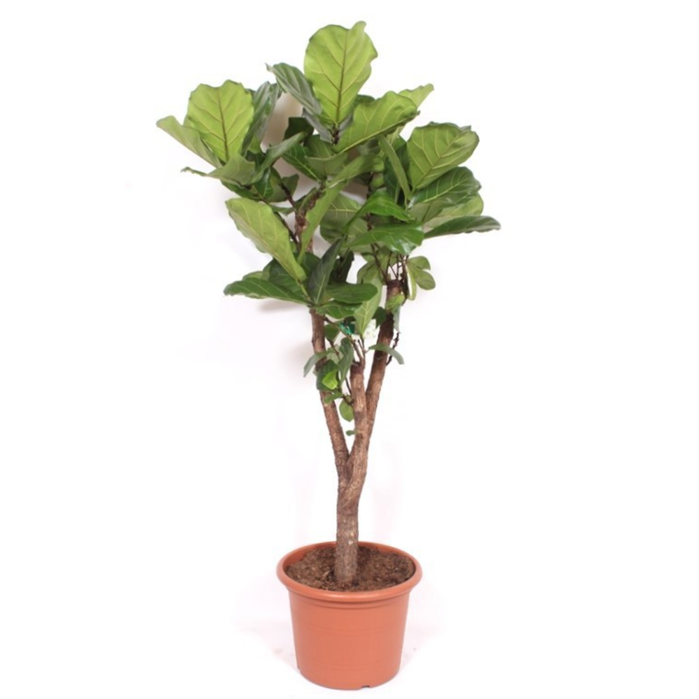 Ficus lyrata stam vertakt.