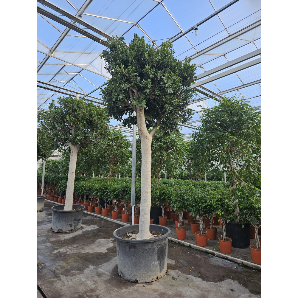 Ficus Nitida.