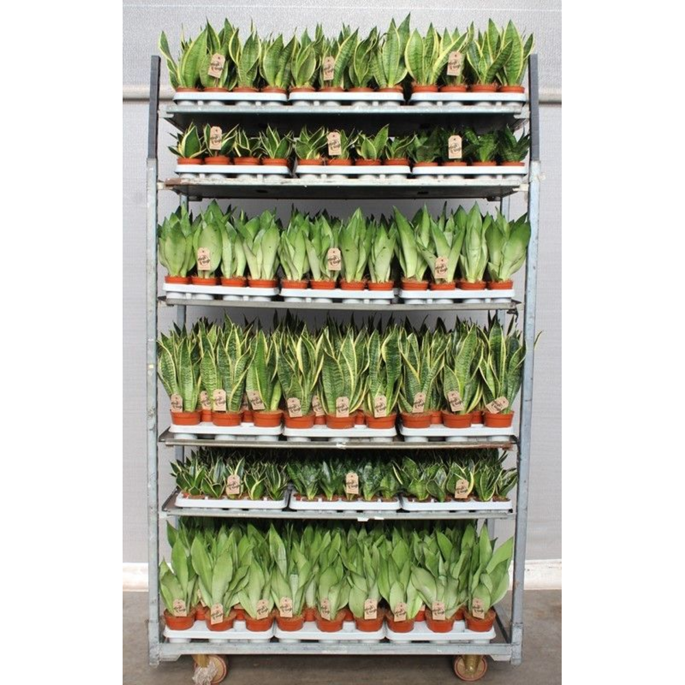 Sansevieria Mixkar "Rough & Tough".