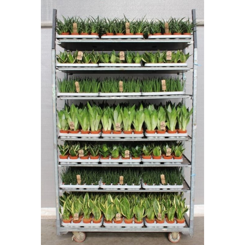 Sansevieria Mixkar "Rough & Tough".