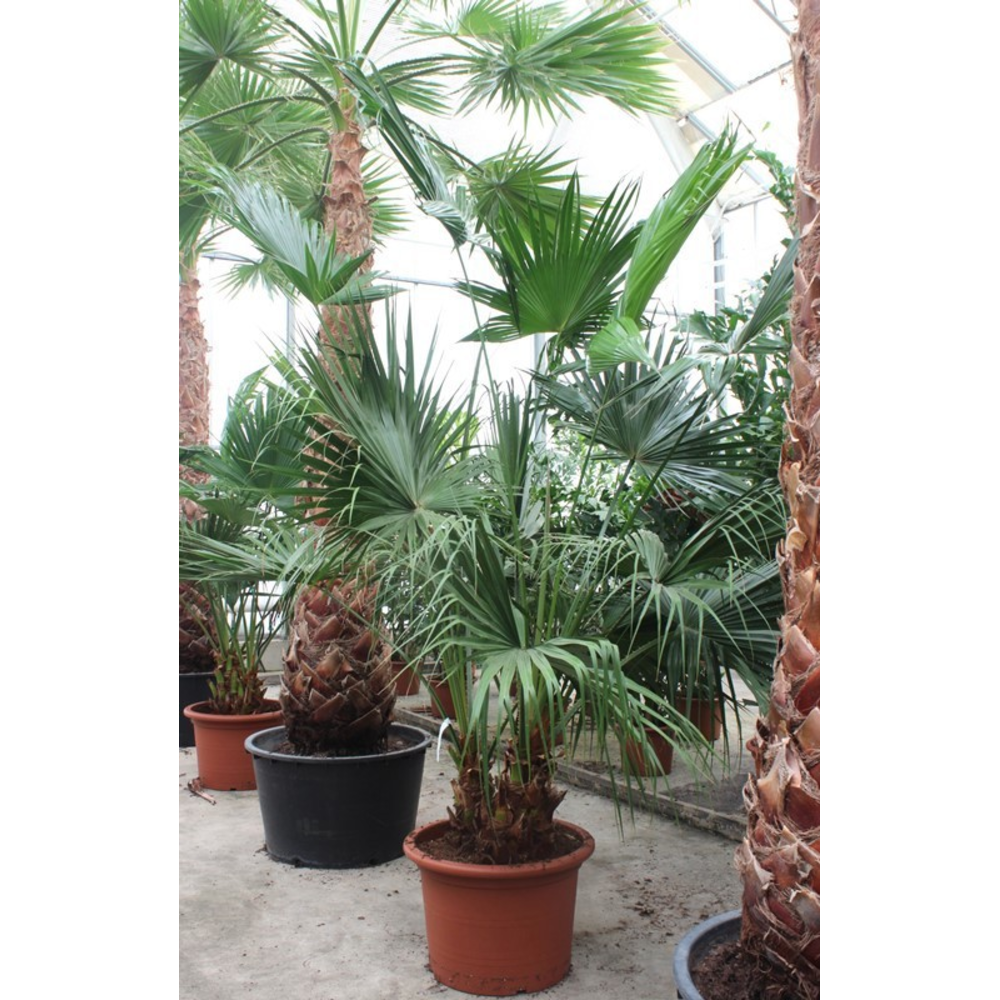 Livistona chinensis 2pp.