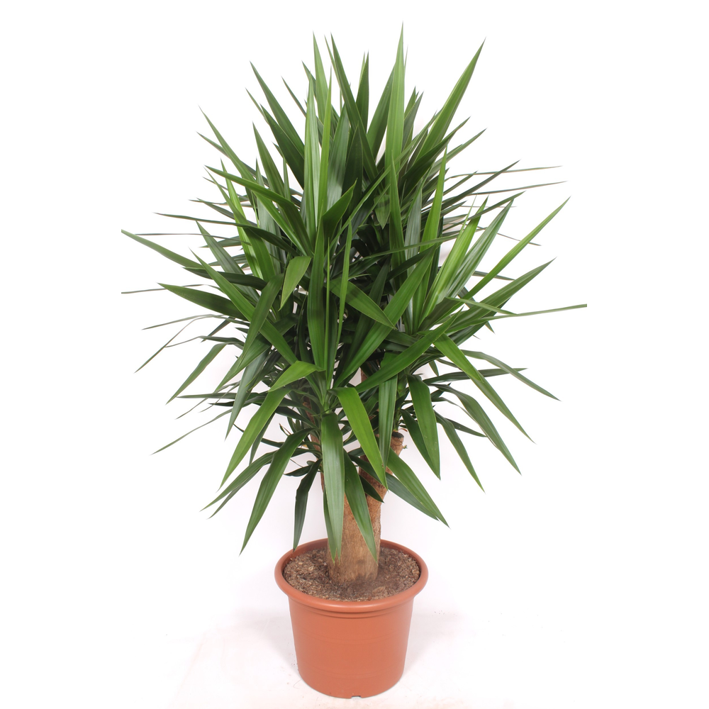 Yucca elephantipes 4+ armen.