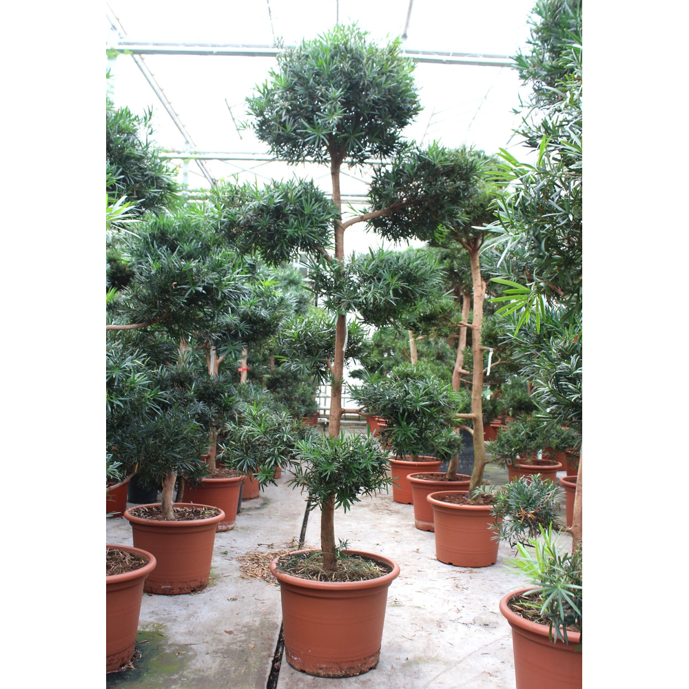 Podocarpus macrophylla.