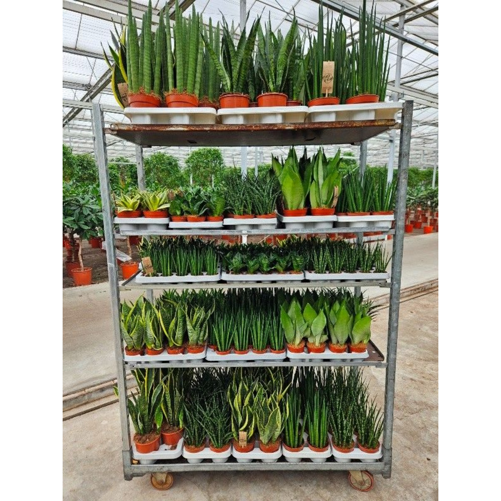 Sansevieria Mixkar "Rough & Tough".