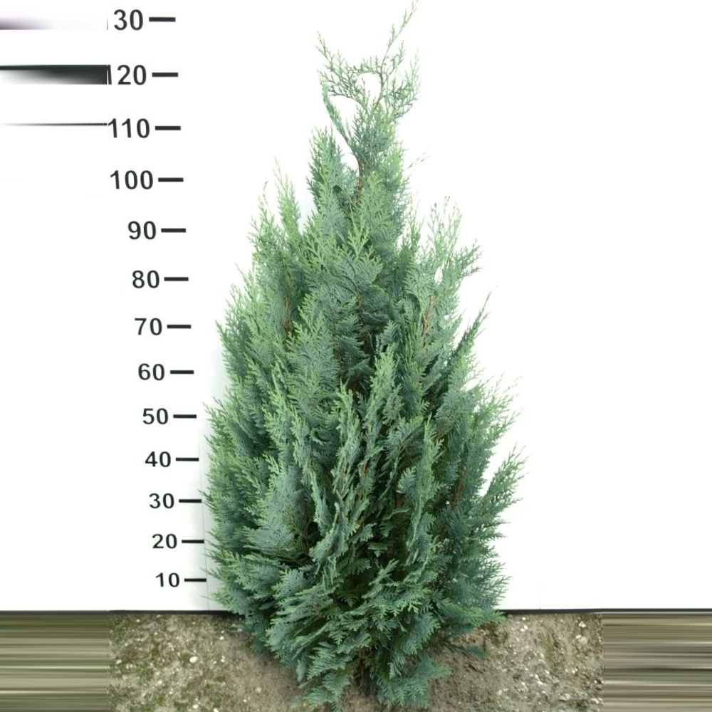 Chamaecyparis lawsoniana 'Columnaris'.