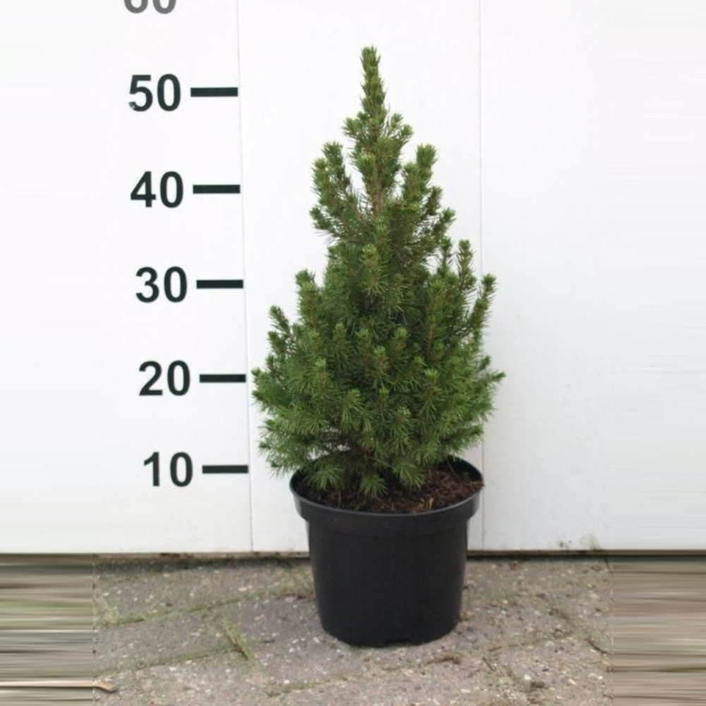Picea glauca 'Conica'.