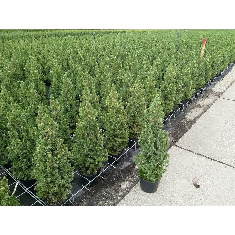 Picea glauca 'Conica'.