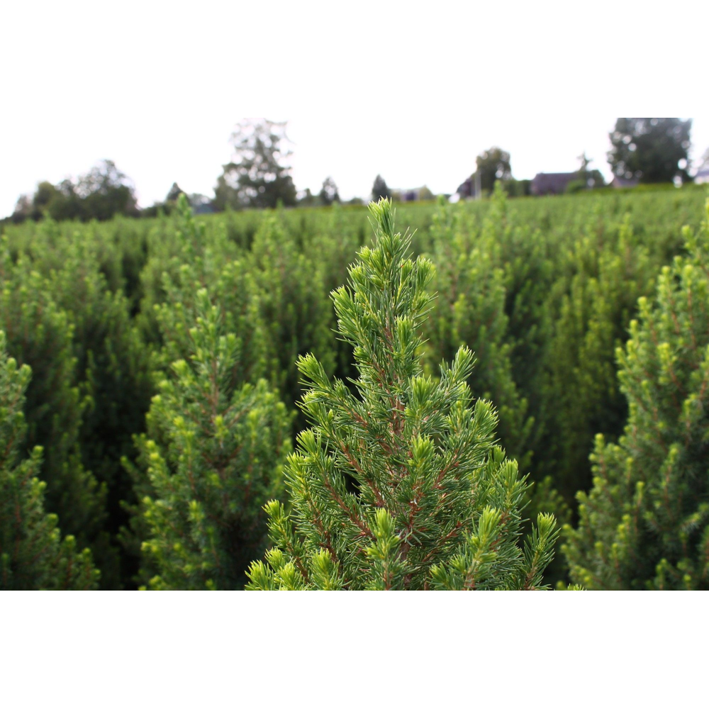 Picea glauca 'Conica'.