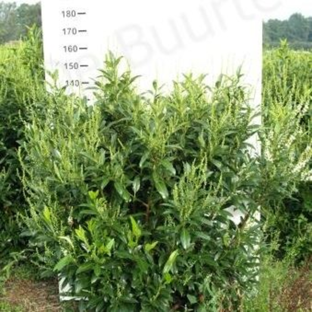Prunus laurocerasus 'Herbergii'.