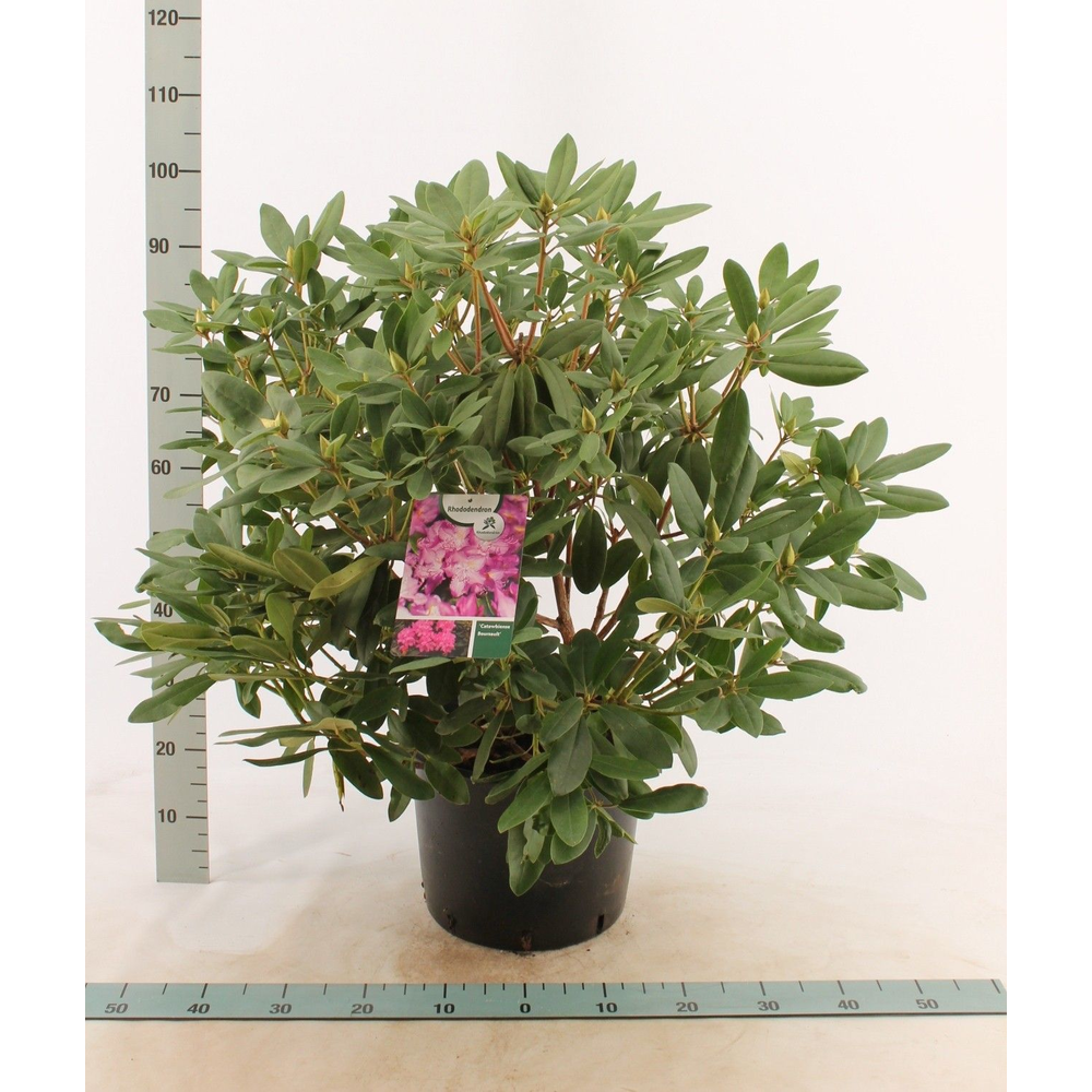 Rhododendron 'Catawbiense Boursalt'.