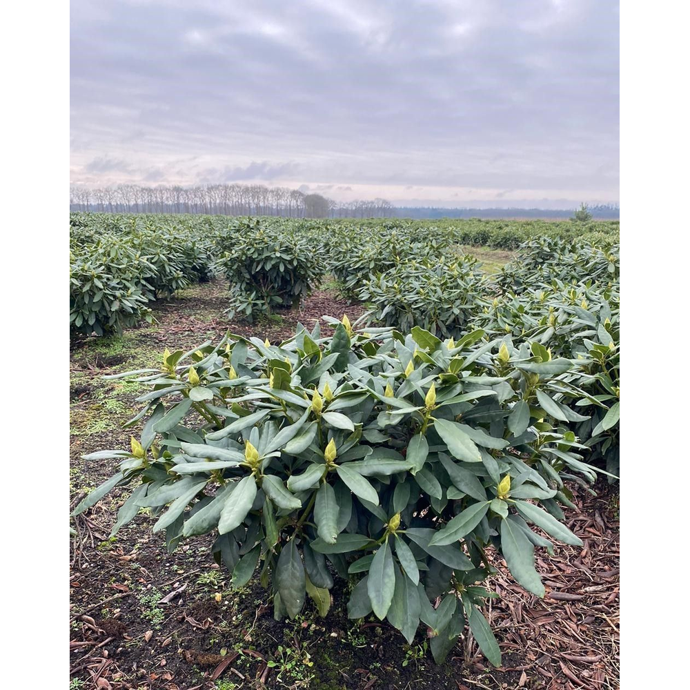 Rhododendron 'Madam Masson'.