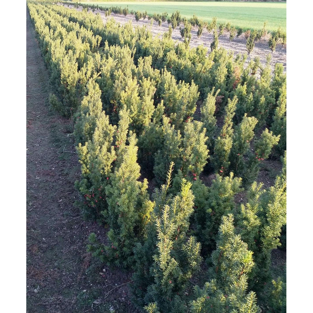 Taxus media 'Hicksii'.