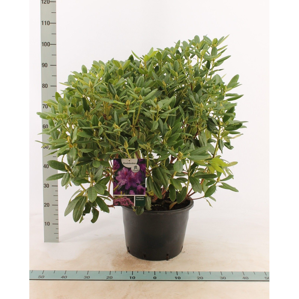 Rhododendron 'catawbiense Grandiflorum'.