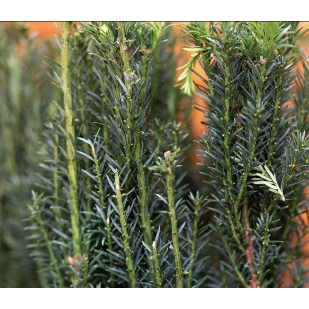Taxus media 'Rising Star'.