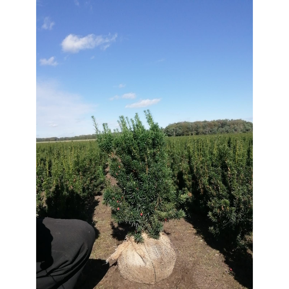 Taxus media 'Hicksii'.