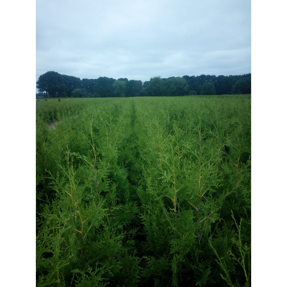 Thuja occidentalis 'Brabant'.