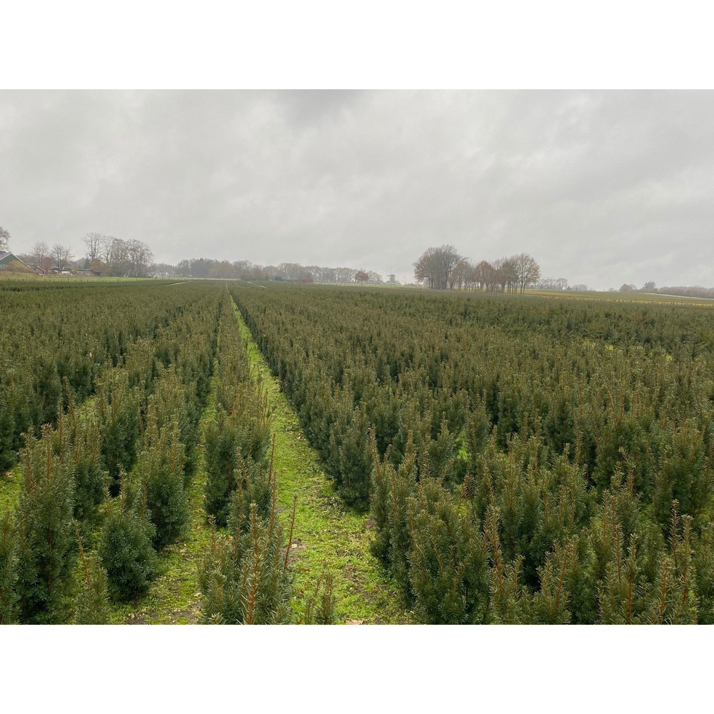 Taxus media 'Hicksii'.