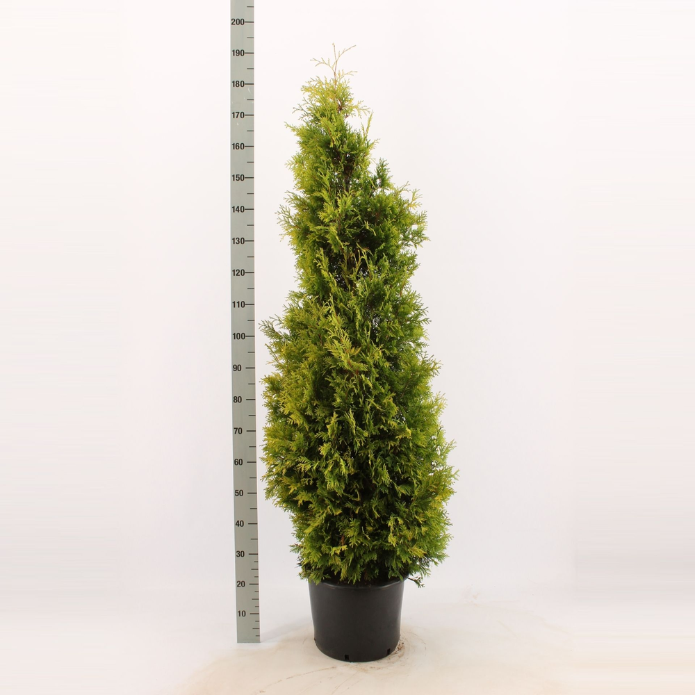 Thuja occidentalis 'Yellow Ribbon'.
