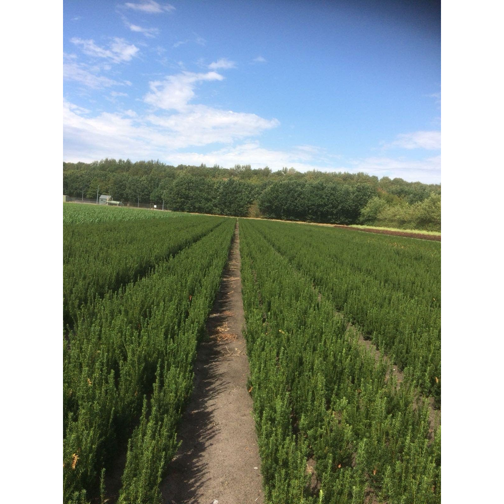 Taxus media 'Hillii'.