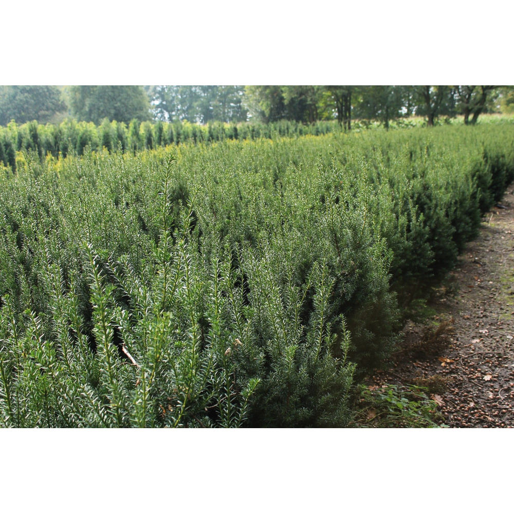 Taxus media 'Hicksii'.