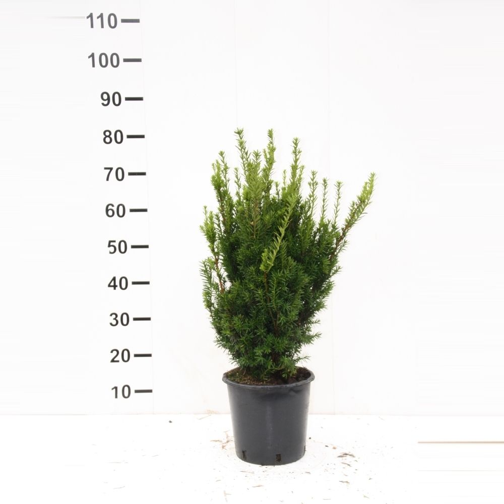 Taxus media 'Hillii'.
