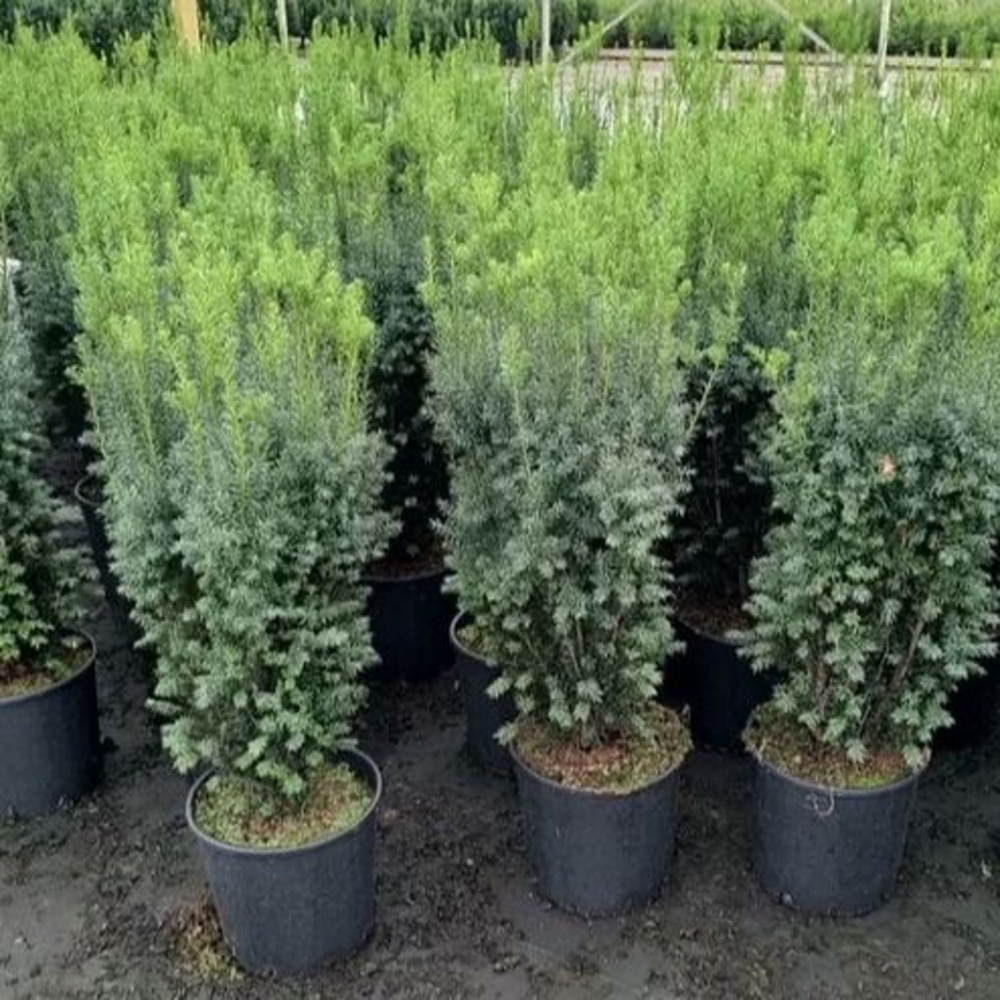 Taxus media 'Rising Star'.
