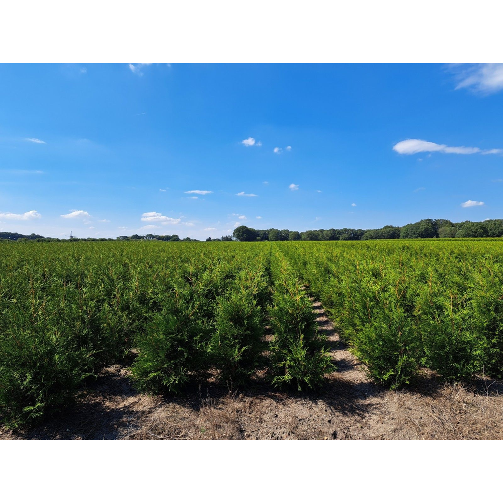 Thuja occidentalis 'Brabant'.