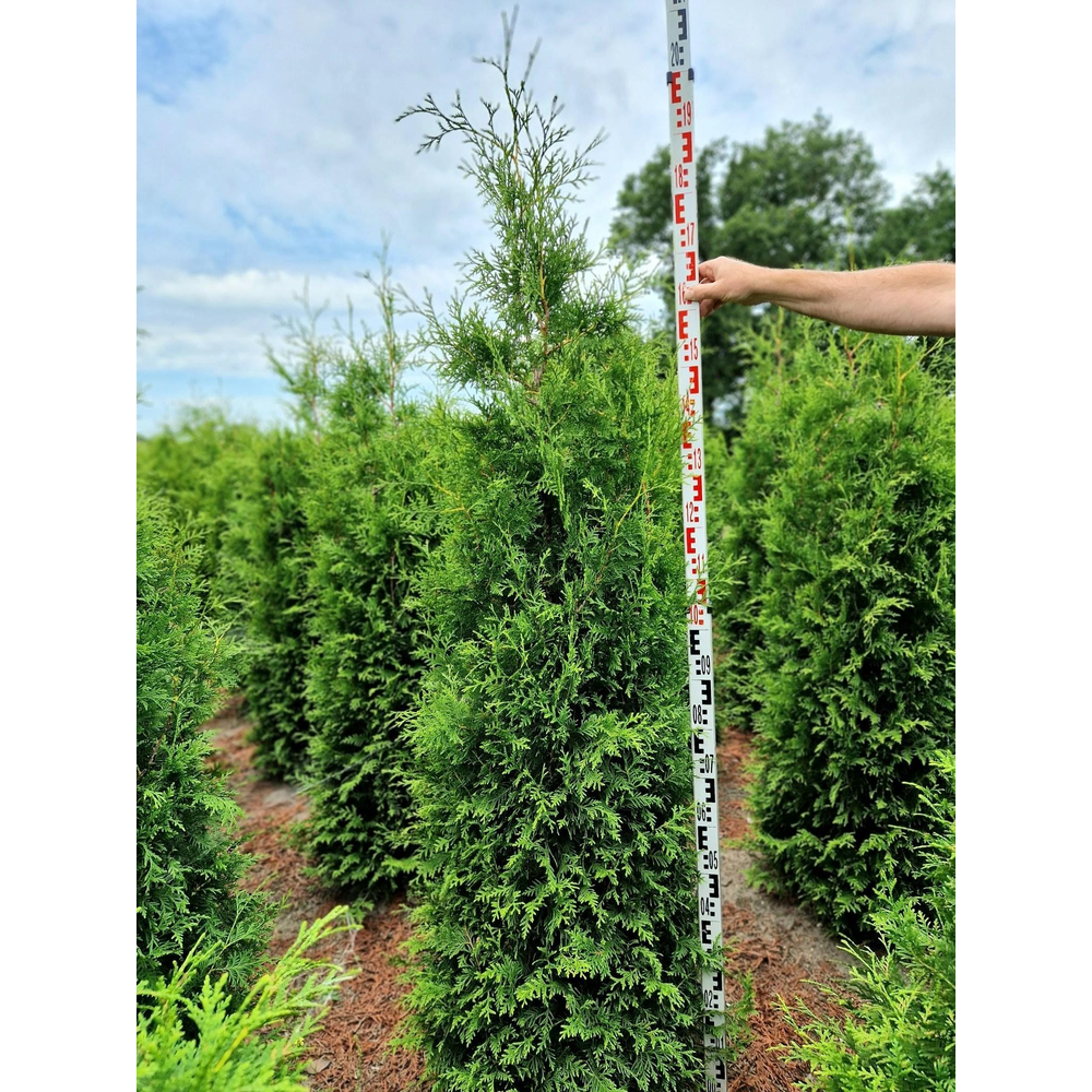Thuja occidentalis 'Brabant'.