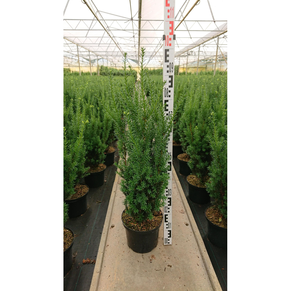 Taxus media 'Hillii'.