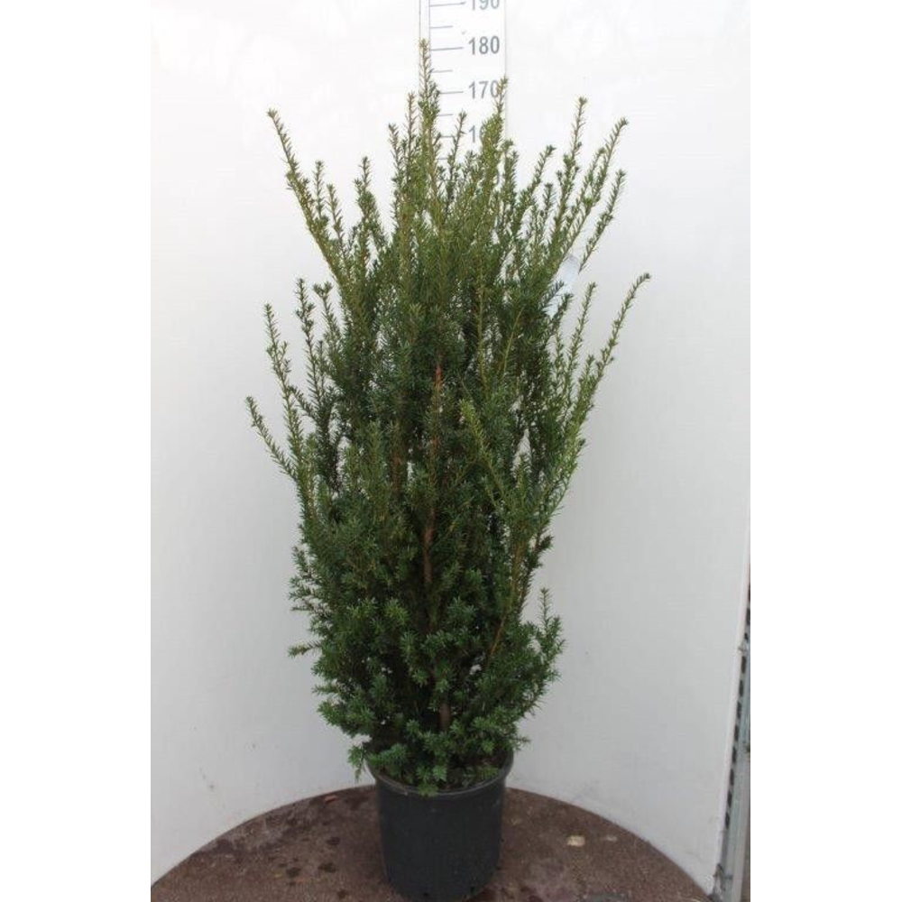 Taxus media 'Hillii'.