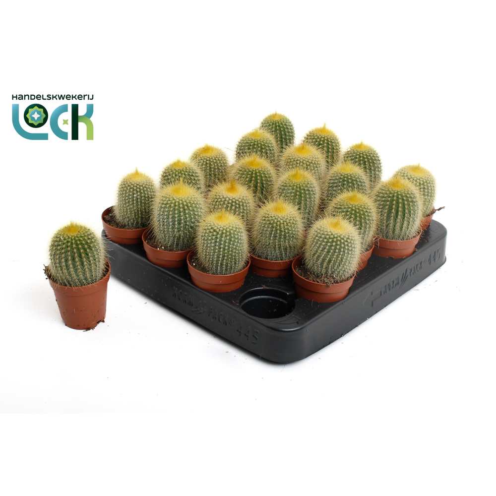 Eliocactus Leninghaussii.
