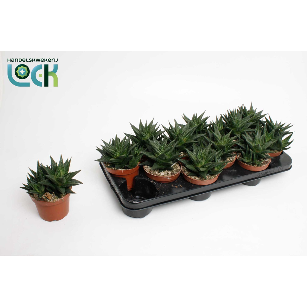 Haworthia Limifolia.