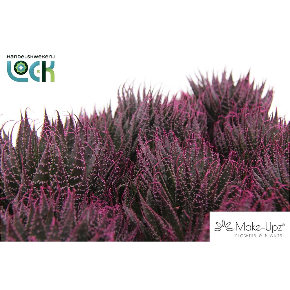 Aloe Aristata Make Upz Roze.