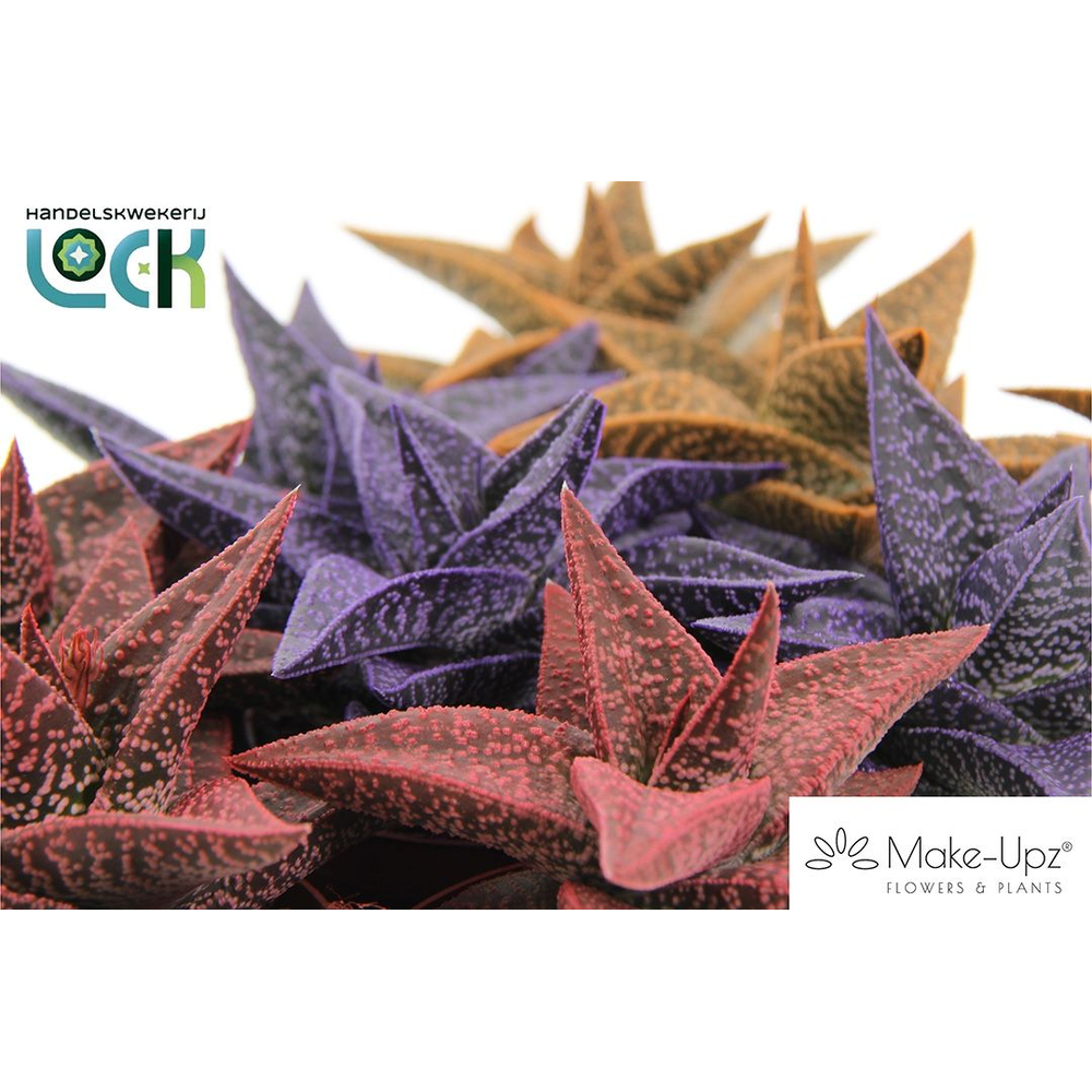 Gasteria Aveo Mąkę Upz mix drie kleuren.