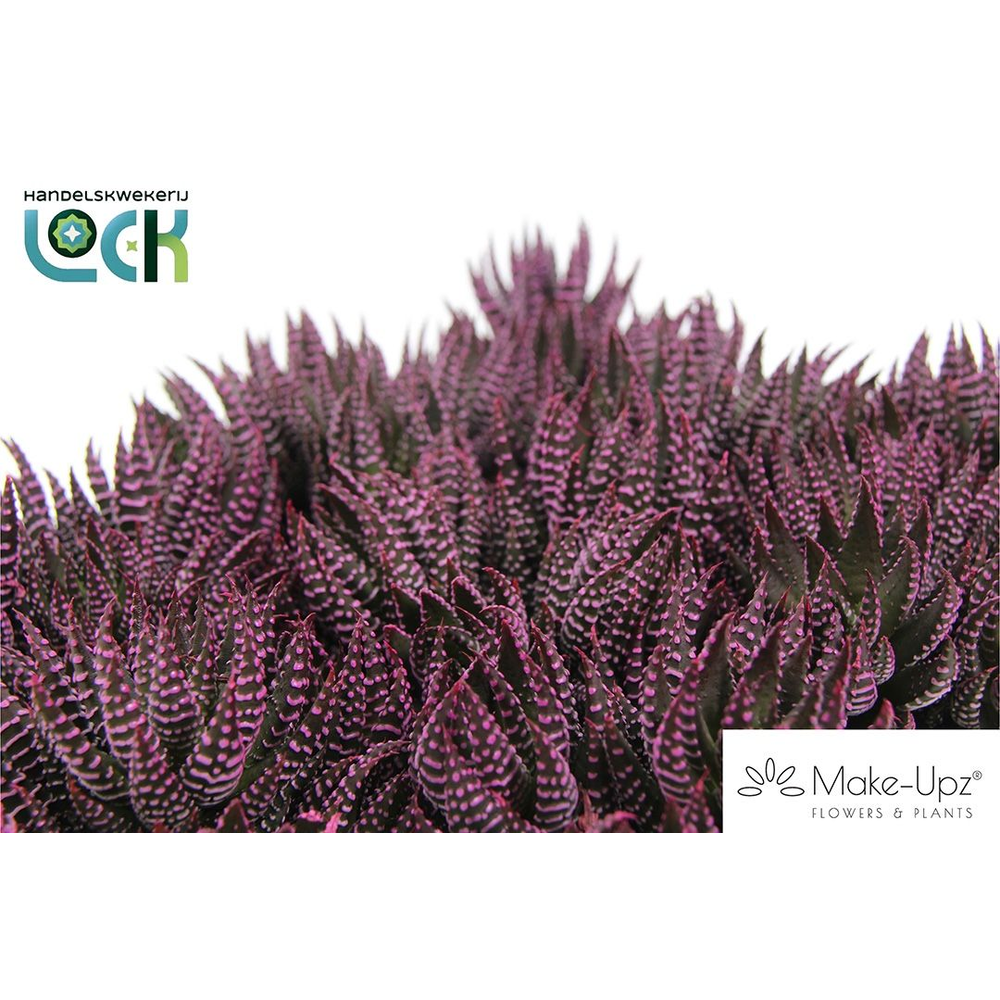 Haworthia Zebrina Make Upz Roze.