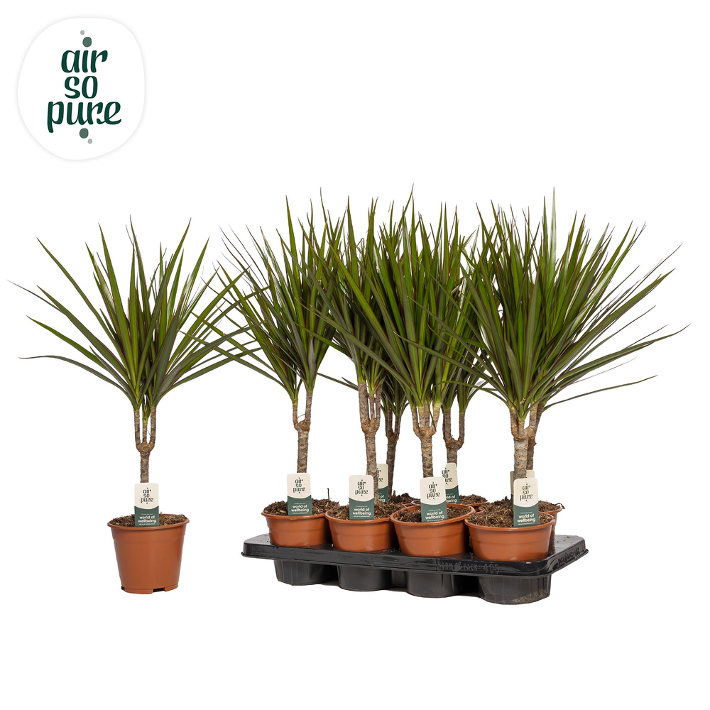 Dracaena Marginata p14 (Air so Pure).