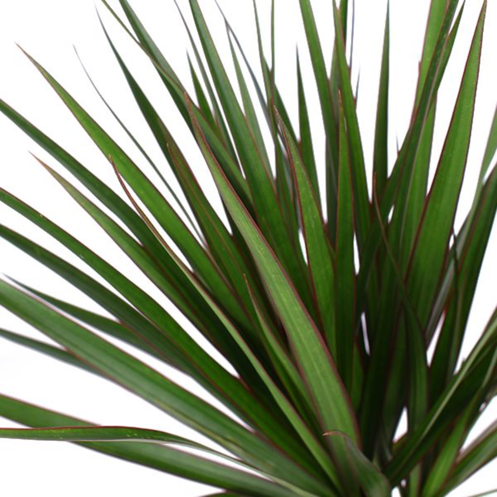 Dracaena Marginata p14.