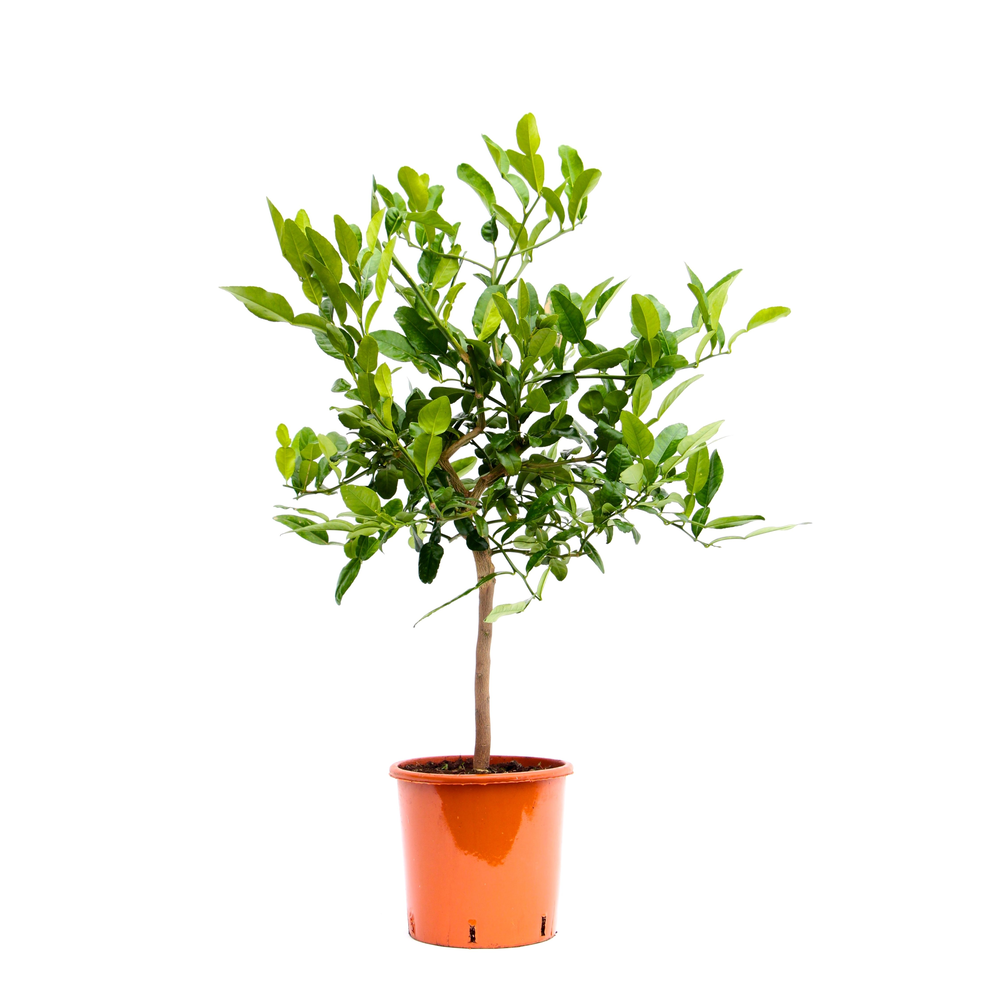 Citrus Hystrix.