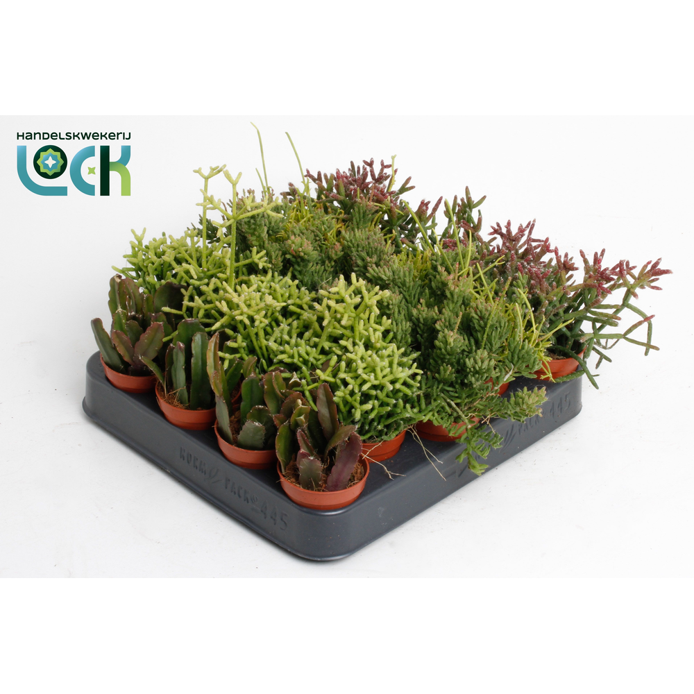 Rhipsalis mix.
