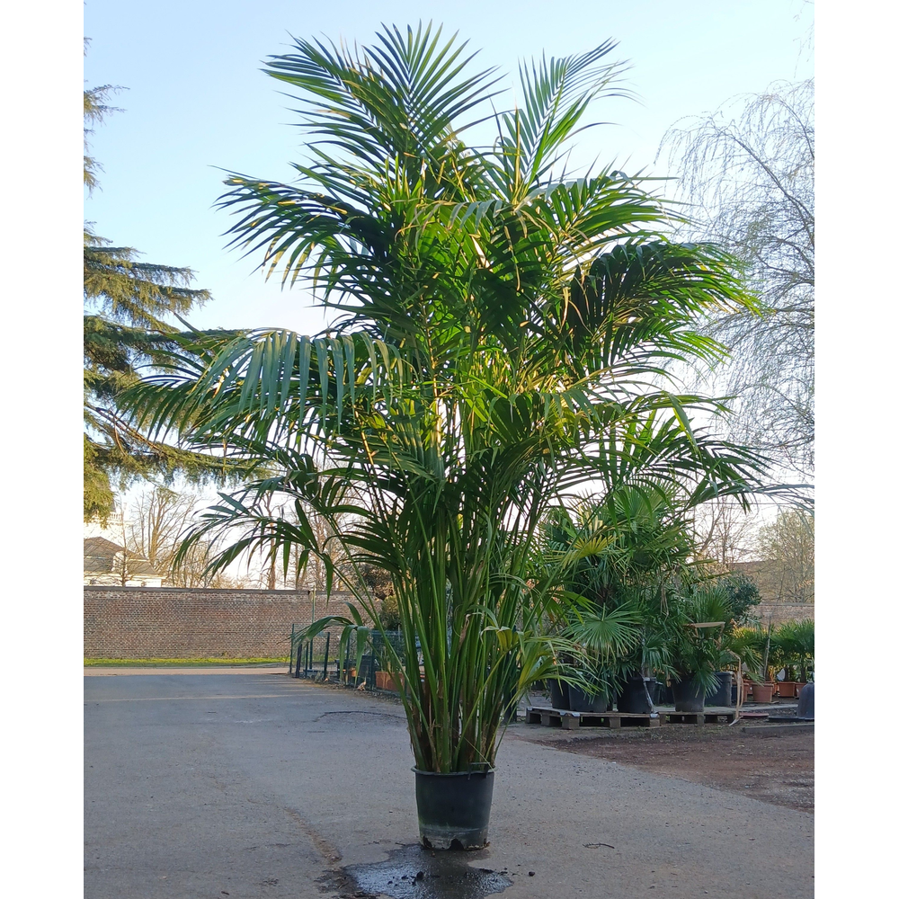 howea forsteriana.