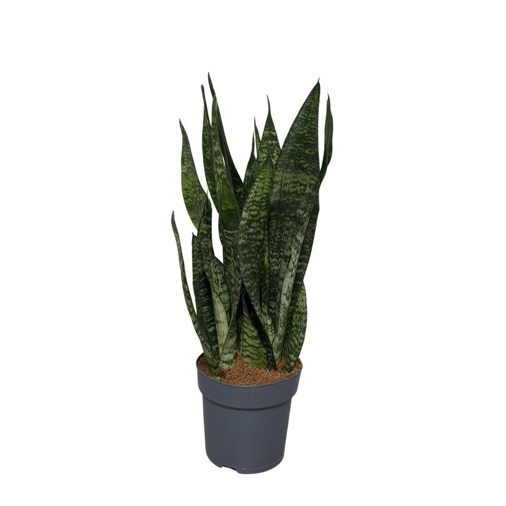 Sansevieria Zeylanica.