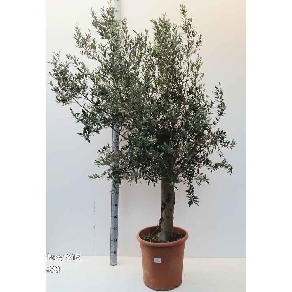 olea europaea.